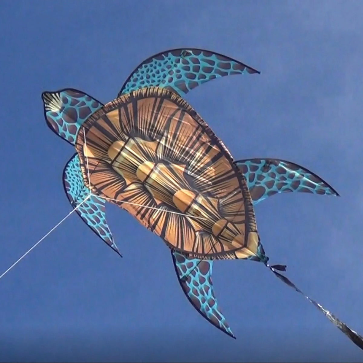 Sea Turtle 40