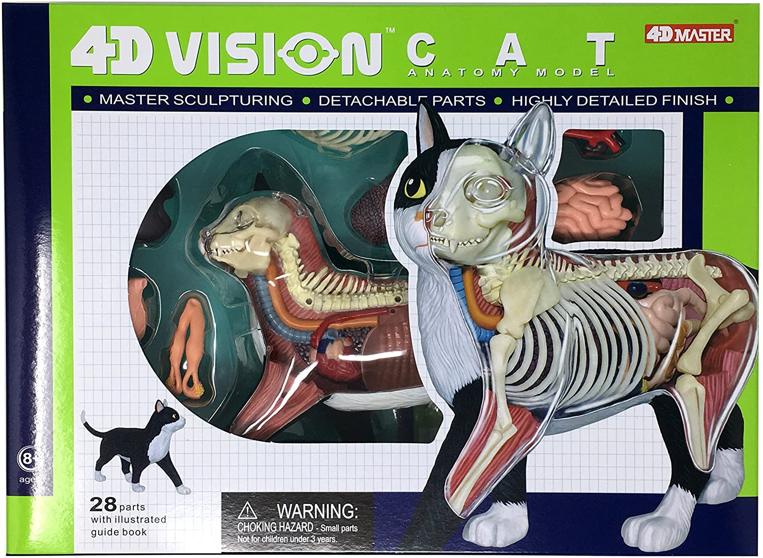 Cat Organs Anatomy